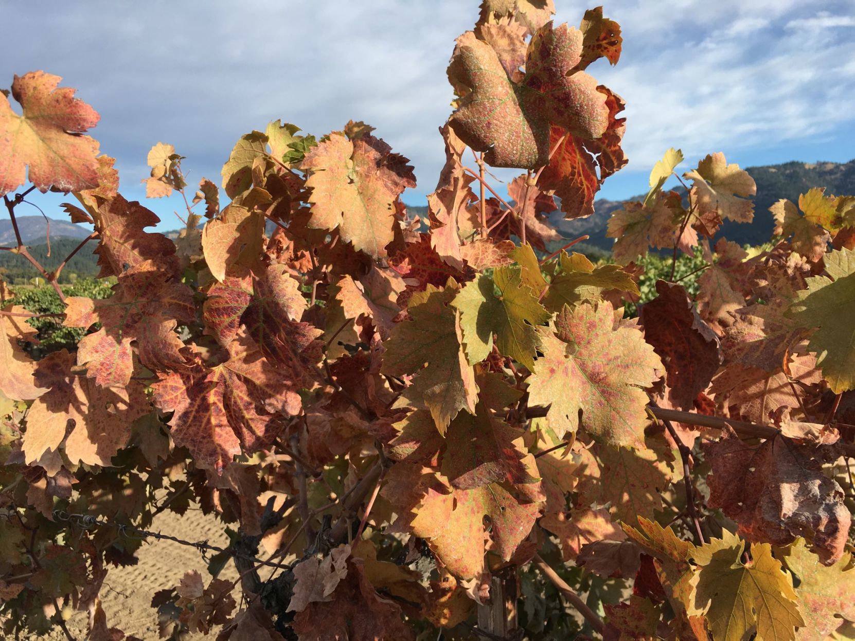 Lives of the Vines
